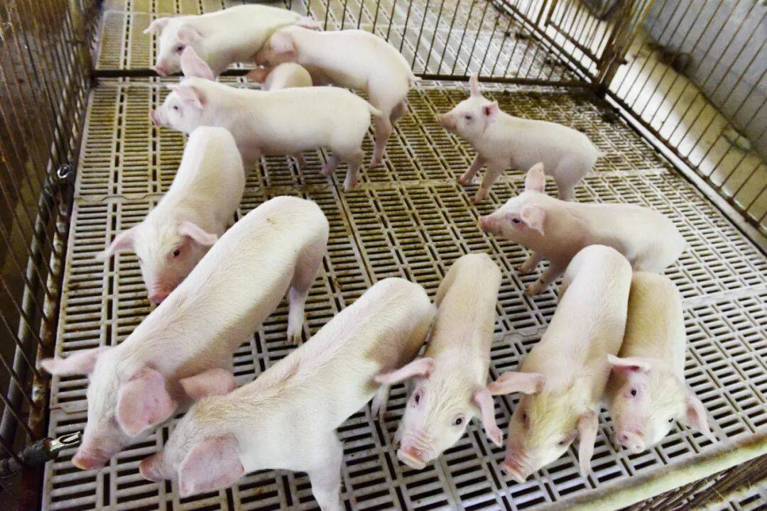 传统冻品项目;新天力IPO顺利过会麻将胡了试玩模拟器安井食品叫停四个(图5) 传统冻品项目;新天力IPO顺利过会麻将胡了试玩模拟器安井食品叫停四个(图5)