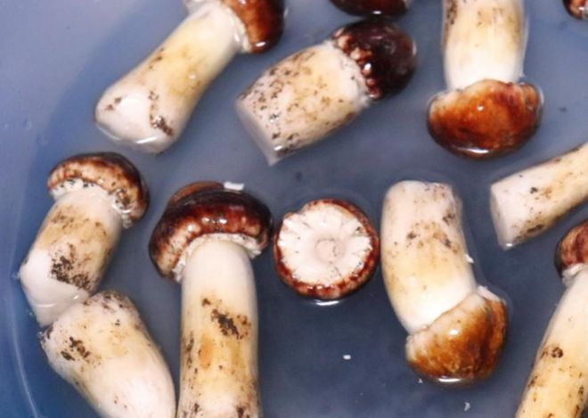 ”！肉质肥厚、香气独特且营养极高咋做好吃