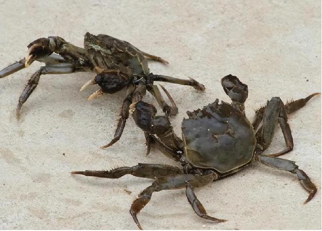 ”！肉质肥厚、香气独特且营养极高咋做好吃麻将胡了2模拟器试玩它被誉为“菌中之王(图14)